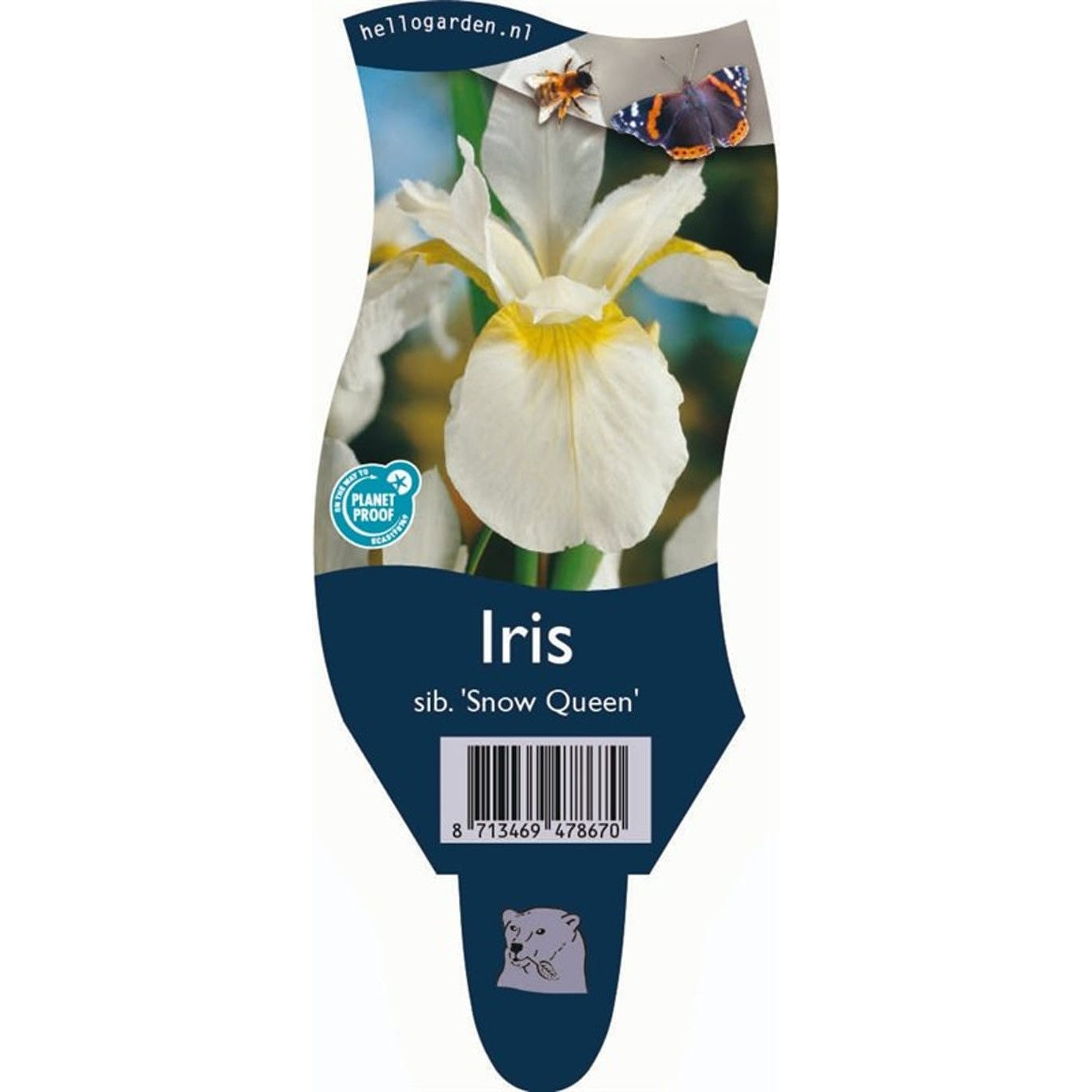 Iris – Iris sanguinea 'Snow Queen' - P11